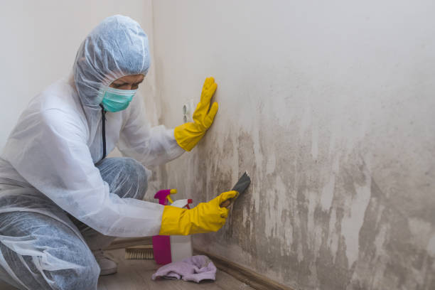 Best Post-Construction Mold Inspection  in Waverly, NE