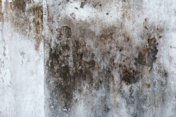Best Industrial Mold Remediation  in Waverly, NE