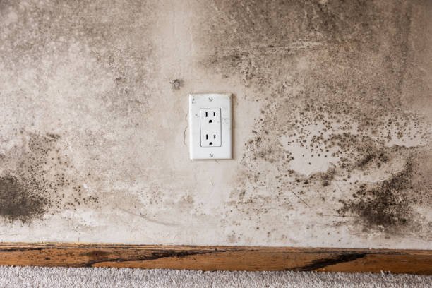 Mold Odor Removal Services in Waverly, NE