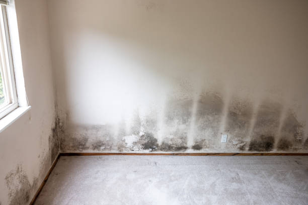 Best HVAC Mold Inspection and Cleaning  in Waverly, NE