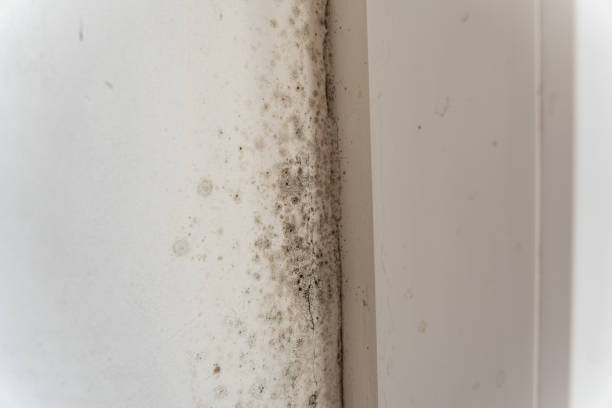 Best Basement Mold Removal  in Waverly, NE