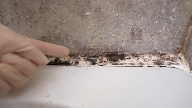 Best Environmental Consulting for Mold Prevention  in Waverly, NE