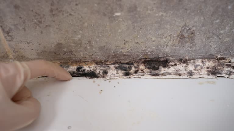 Best Real Estate Mold Inspection  in Waverly, NE