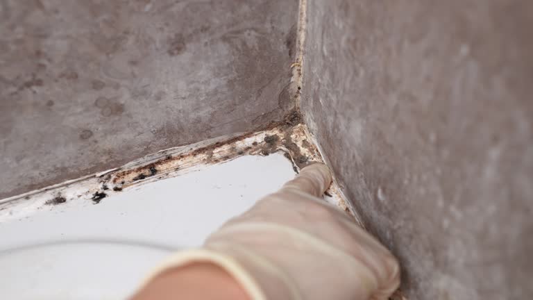 Best Commercial Mold Inspection  in Waverly, NE
